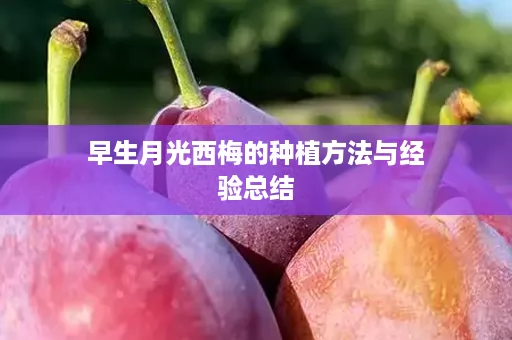 早生月光西梅的种植方法与经验总结