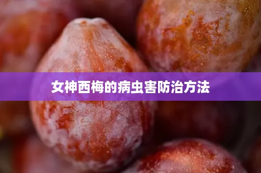 女神西梅的病虫害防治方法