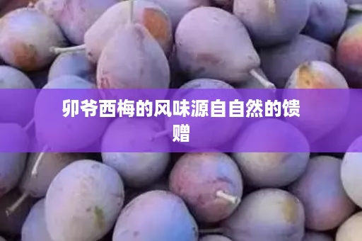 卯爷西梅的风味源自自然的馈赠