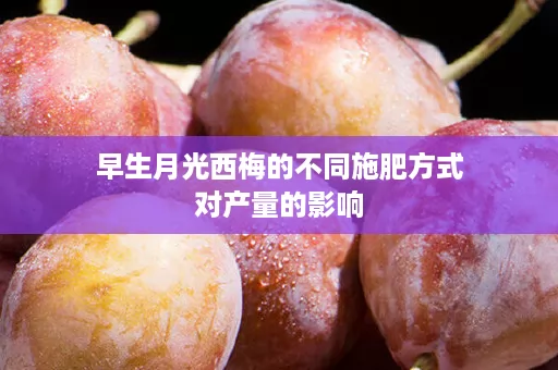 早生月光西梅的不同施肥方式对产量的影响 早生月光西梅的不同施肥方式对产量的影响