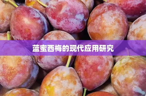 蓝蜜西梅的现代应用研究