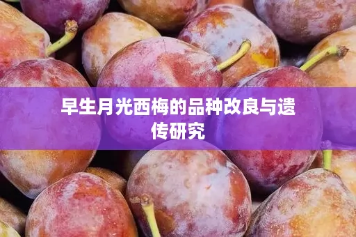 早生月光西梅的品种改良与遗传研究