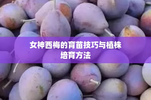 女神西梅的育苗技巧与植株培育方法