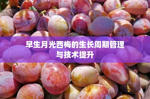 早生月光西梅的生长周期管理与技术提升