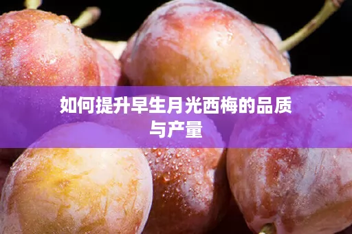 如何提升早生月光西梅的品质与产量