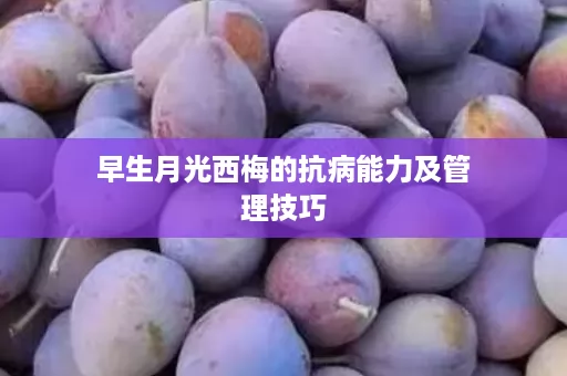 早生月光西梅的抗病能力及管理技巧