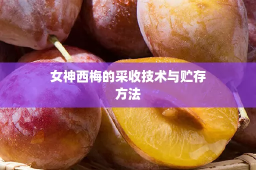 女神西梅的采收技术与贮存方法