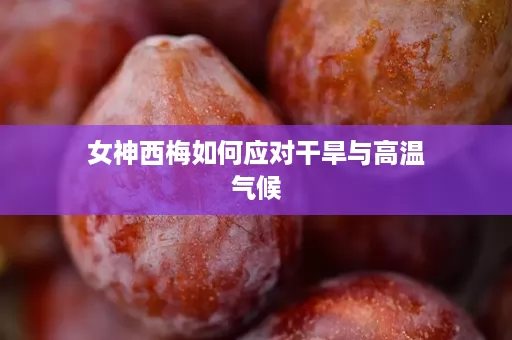 女神西梅如何应对干旱与高温气候