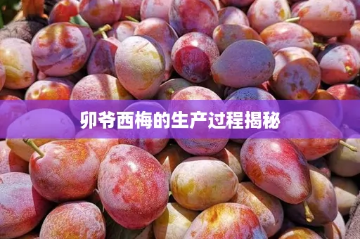 卯爷西梅的生产过程揭秘