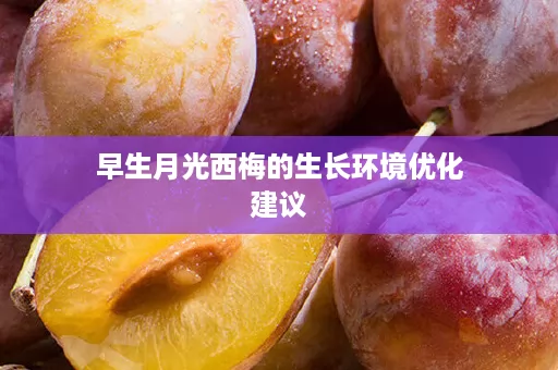 早生月光西梅的生长环境优化建议 早生月光西梅的生长环境优化建议