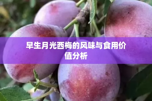 早生月光西梅的风味与食用价值分析