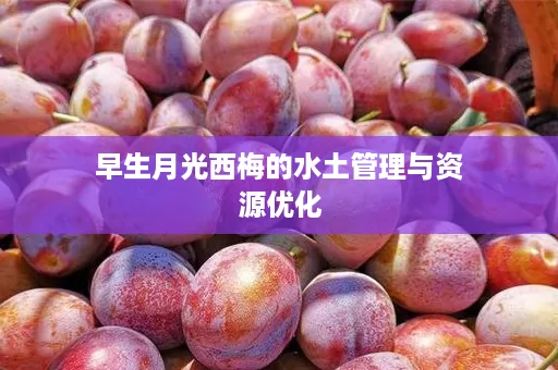 早生月光西梅的水土管理与资源优化