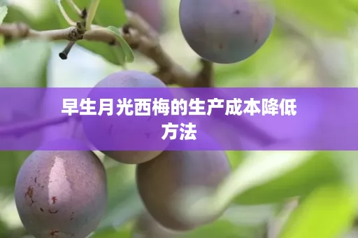 早生月光西梅的生产成本降低方法