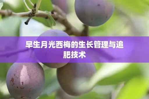 早生月光西梅的生长管理与追肥技术