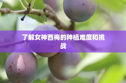 了解女神西梅的种植难度和挑战 了解女神西梅的种植难度和挑战