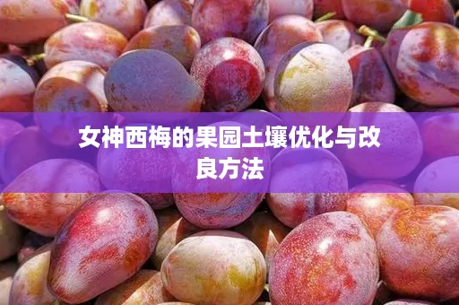女神西梅的果园土壤优化与改良方法