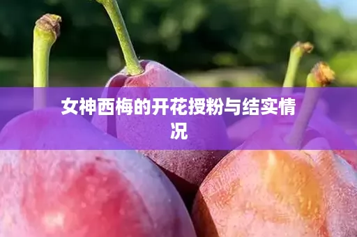 女神西梅的开花授粉与结实情况