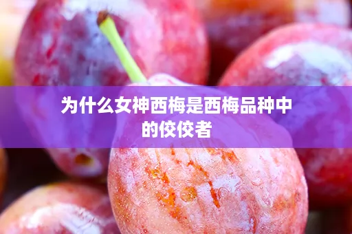 为什么女神西梅是西梅品种中的佼佼者
