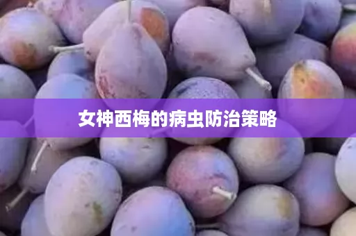 女神西梅的病虫防治策略