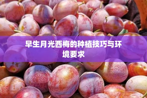 早生月光西梅的种植技巧与环境要求