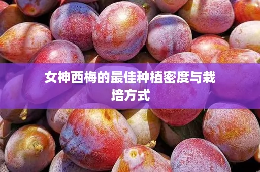 女神西梅的最佳种植密度与栽培方式