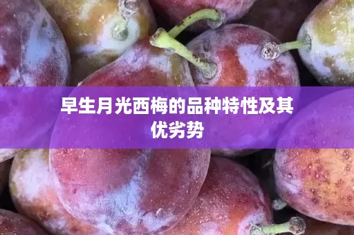 早生月光西梅的品种特性及其优劣势