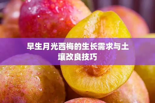 早生月光西梅的生长需求与土壤改良技巧