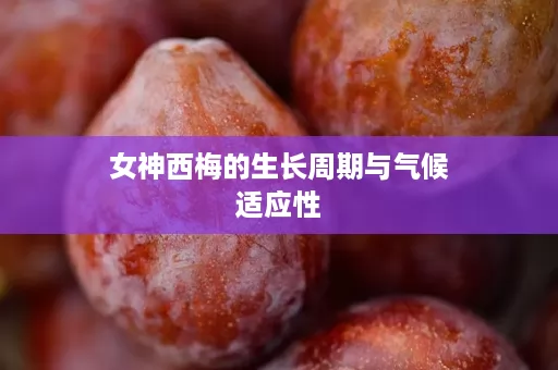 女神西梅的生长周期与气候适应性