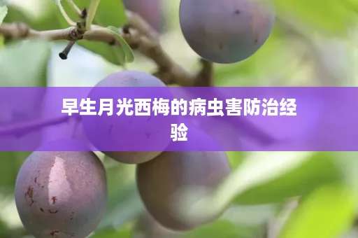 早生月光西梅的病虫害防治经验