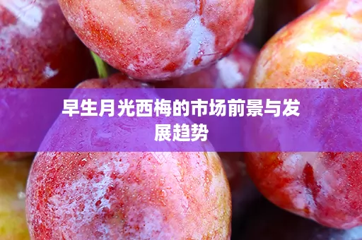 早生月光西梅的市场前景与发展趋势