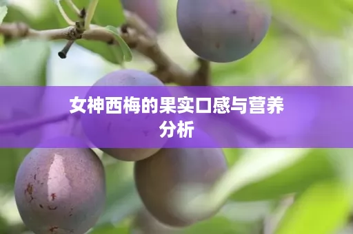 女神西梅的果实口感与营养分析