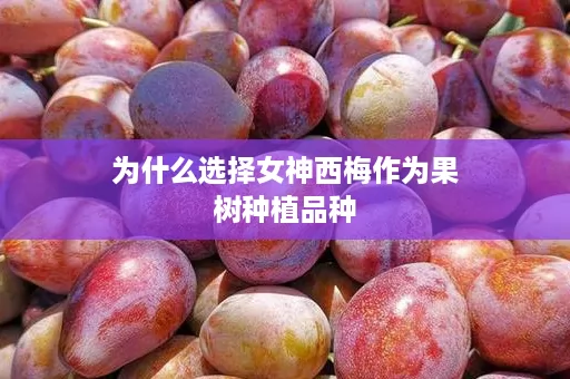 为什么选择女神西梅作为果树种植品种 为什么选择女神西梅作为果树种植品种