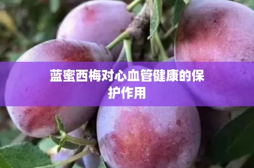 蓝蜜西梅对心血管健康的保护作用