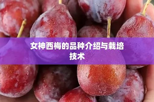 女神西梅的品种介绍与栽培技术