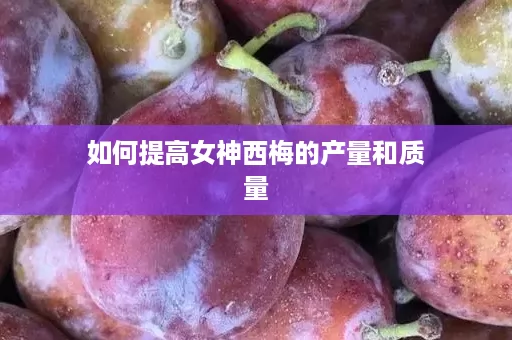 如何提高女神西梅的产量和质量