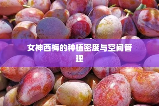 女神西梅的种植密度与空间管理