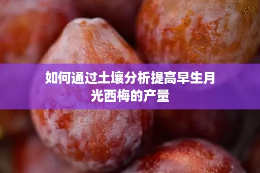 如何通过土壤分析提高早生月光西梅的产量