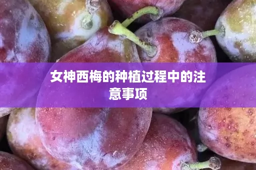 女神西梅的种植过程中的注意事项
