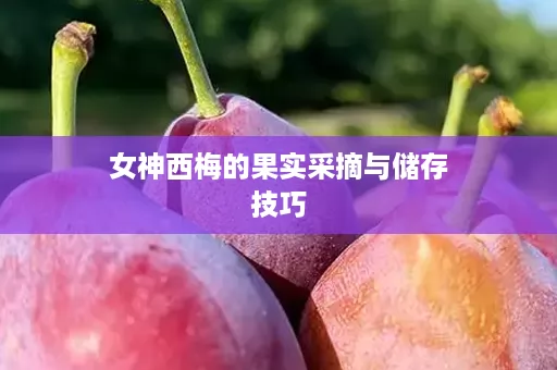 女神西梅的果实采摘与储存技巧