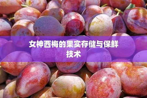 女神西梅的果实存储与保鲜技术