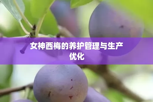 女神西梅的养护管理与生产优化