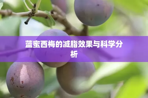 蓝蜜西梅的减脂效果与科学分析
