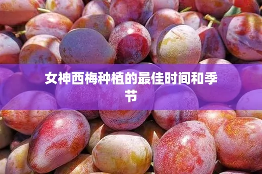 女神西梅种植的最佳时间和季节 女神西梅种植的最佳时间和季节