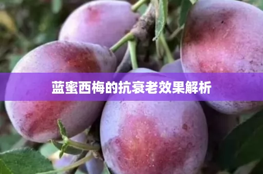 蓝蜜西梅的抗衰老效果解析