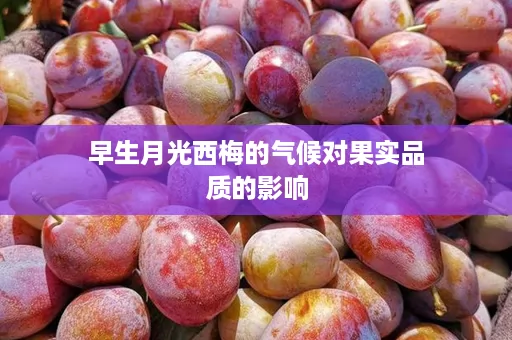 早生月光西梅的气候对果实品质的影响