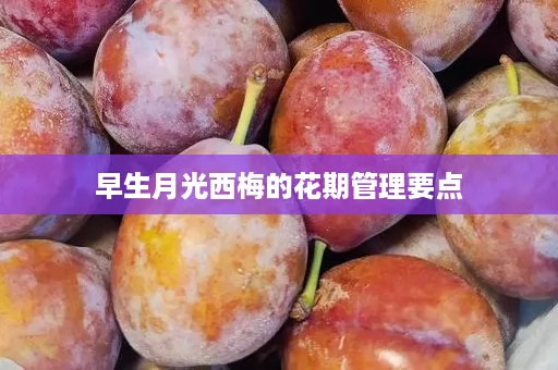 早生月光西梅的花期管理要点