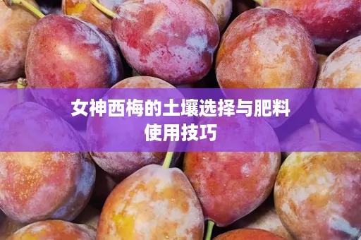 女神西梅的土壤选择与肥料使用技巧