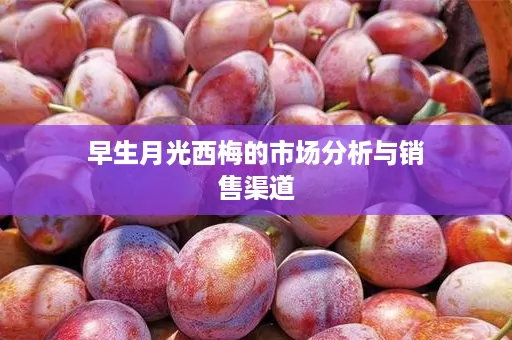 早生月光西梅的市场分析与销售渠道
