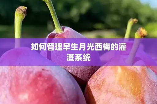 如何管理早生月光西梅的灌溉系统
