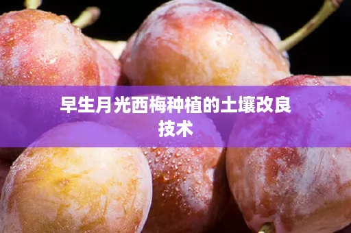 早生月光西梅种植的土壤改良技术